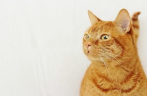 Home page image of orange cat for Streetsville Animal Hospital Veterinarian in Mississauga, ON